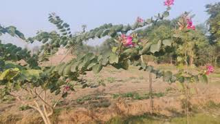 Bauhinia × blakeana, commonly called the Hong Kong orchid tree