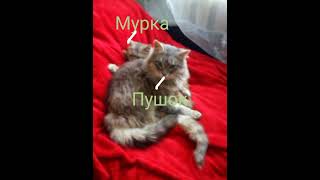 Коти едіт #123 #шортс #cat #shorts #котики