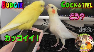 オカメインコの得意気な歌を褒めるお喋りセキセイインコ｜Cockatiel・Budgerigar動画1085