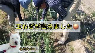 玉ねぎ🧅収穫しました👩🏻‍🌾🧑🏻‍🌾