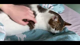 白天不熬猫 晚上猫熬人  Consuming the cat's energy to avoid being woken up at night