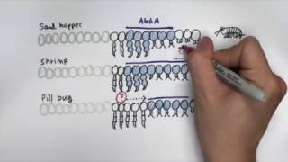 Hox genes and the evolution of animal body plans