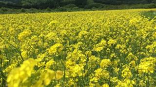 2017.05.29北海道上ノ国町・天の川菜の花油工房菜の花畑