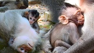 Heartwarming Bond, Baby Monkey Gets Milk and Cuddles from Mom