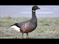 branta bernicla