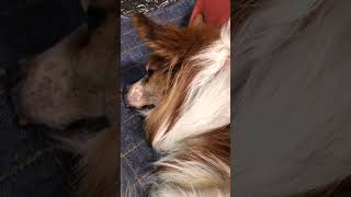 Sleeping Papillon