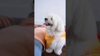 Funny moment - Animal videos || cute white dog videos