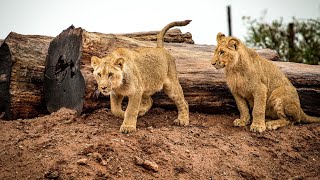 Lion Status |Khajuri Neh Kevo| Gir Forest