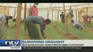 Wajir pastoralists turn to farming