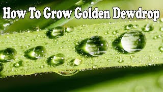 How To Grow Golden Dewdrop | Gardening Story