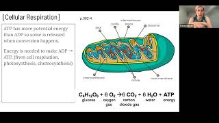 C1.2 Cellular Respiration SL