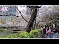 [4K] Cherry Blossoms in Full Bloom : Walking in Seokchon Lake Park, Seoul, South Korea