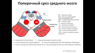 Средний мозг: анимационная схема