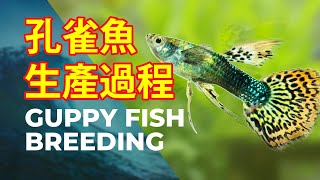 孔雀魚生產 繁殖 | GUPPY FISH Breeding