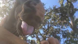 Woman Puts Hand on Horse's Mouth Plays With His Tongue - 1110902