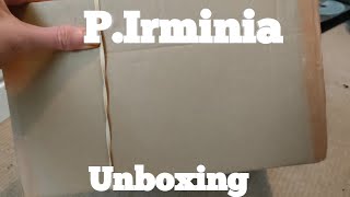 Psalmopoeus Irminia (Venezuelan Suntiger) Unboxing