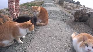 防波堤の猫たち（その１）Cats on the Breakwater (Part 1) ＃２８３４　猫たちは、美味しいおやつを食べています。