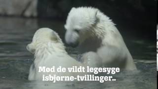 Aalborg Zoo - Mød de helt vildt legesyge isbjørneunger 2