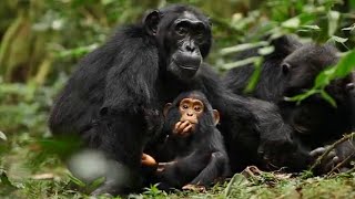 Amazing! Chimpanzee footage \u0026 Chimps Playing