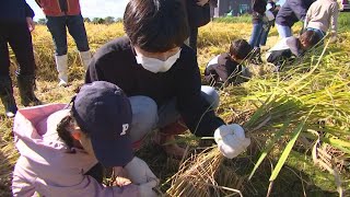 南内越アドベンチャースクール　稲刈り・もちつき体験（令和6年10月15日放送）【秋田県由利本荘市】