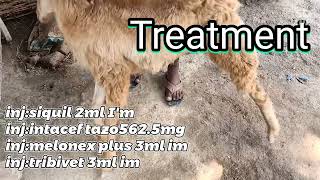 Tetanus in sheep, symptoms \u0026 treatment