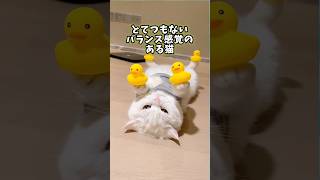 ネコさんの動画見て笑ったら寝ろwwwww