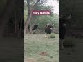 wild bison காட்டெருமை