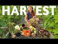 HARVEST with ME 🌿Harvesting Abundance: Organic Raised Bed Garden | ASMR Nature Sounds & Birdsong 🌿