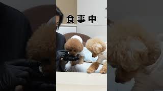 ご飯がない時とある時で態度が違いすぎる犬 #Shorts