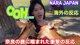 奈良の鹿に噛まれた衝撃の反応 | nara deer | Japan vlog