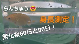 身長測定！孵化後60日と、80日目のらんちゅう！😃