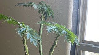 Watering Indoor-Tropicals in pots in the Las Vegas Desert during Wintertime