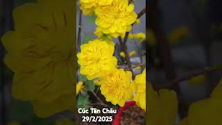 Cúc Tân Châu 29/2/2025 #dmhvlog