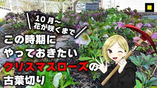 この時期に“必ずやっておきたい”クリスマスローズの古葉切りをわかりやすく解説