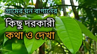 Natural Village Green Forest Review In My Village | Village Plants