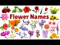 Learn Flowers Name for Kids | Flowers Name in English | flowers name with pictures #flowers