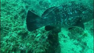 First dive of 2022 - Grouper Island, Tabarca, Spain