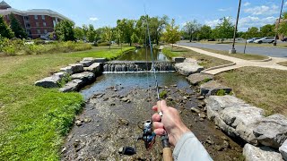 TONS of Fish Where You LEAST Expect! (URBAN FISHING)