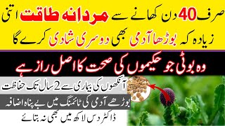 Sphaeranthus indicus Benefits in Urdu Hindi | Gul Mandi Ke Fayde | Gorakhmundi / Gul Mundi ke Fawaid