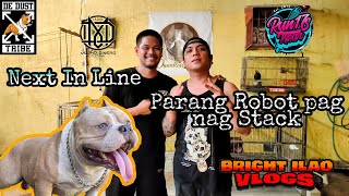 Ang galing mag Stack | Next In Line | De Dust American Bully