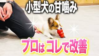 【犬しつけ】子犬の甘噛みしつけ法!この遊び方で改善できる【ドッグトレーナー解説】【トレーニング】