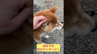 柴犬　初めての耳マッサージ👂