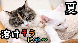 いつも可愛い三毛猫も暑い夏が来るとこうなりますww