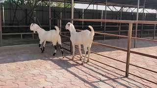 Sojat gulabi goat for sale | classic goat farm | @Rizwankranti