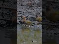 chestnut crowned laughingthrush nepal bird photography nature