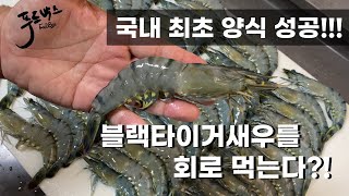 국내 최초  양식 성공한 블랙타이거 새우를  먹어 봤습니다 .. !!! 맛은 어떨지 ...?