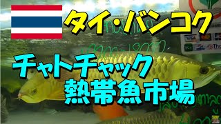 【ベタ飼育 #14】ベタを求めてバンコク遠征！チャトチャック熱帯魚市場をご紹介！