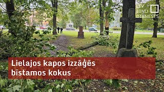 Lielajos kapos izzāģēs bīstamos kokus