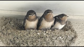 ツバメの観察2021 ズーム画面(Swallow Live)　5/8カラス襲撃後の様子