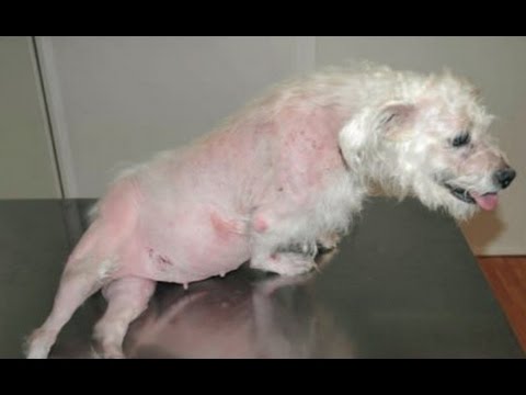 Home Remedies for Hair Loss in Dogs Home Remedies for Hair Loss in Dogs